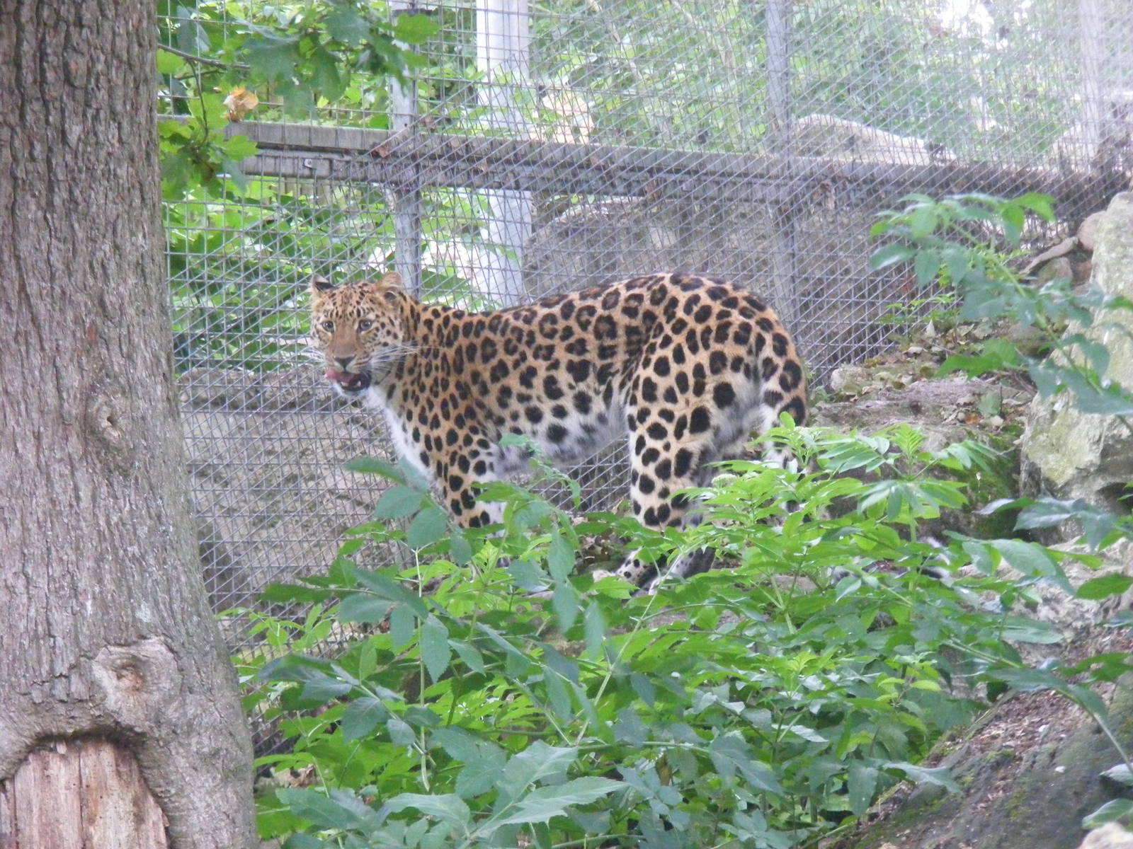 Kaia the Amur leopard at Marwell Wildlife, 8 July 2011