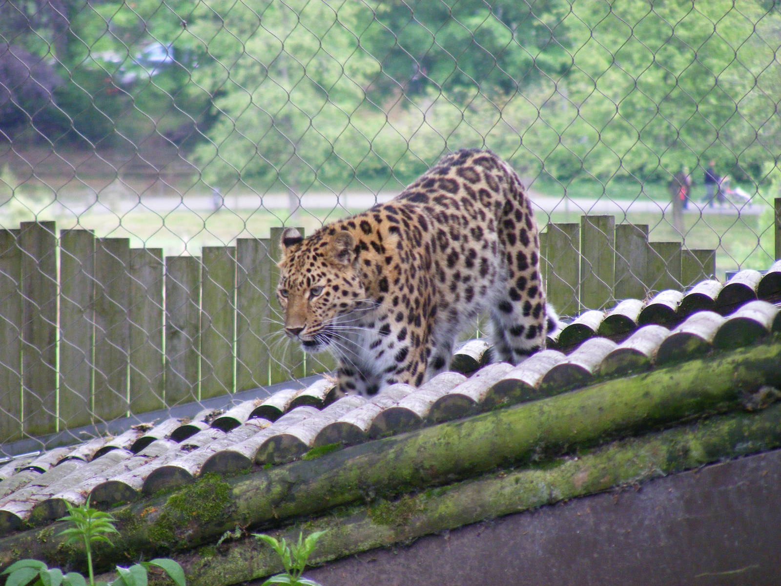 Kaia the Amur leopard at Marwell Wildlife, 8 May 2011