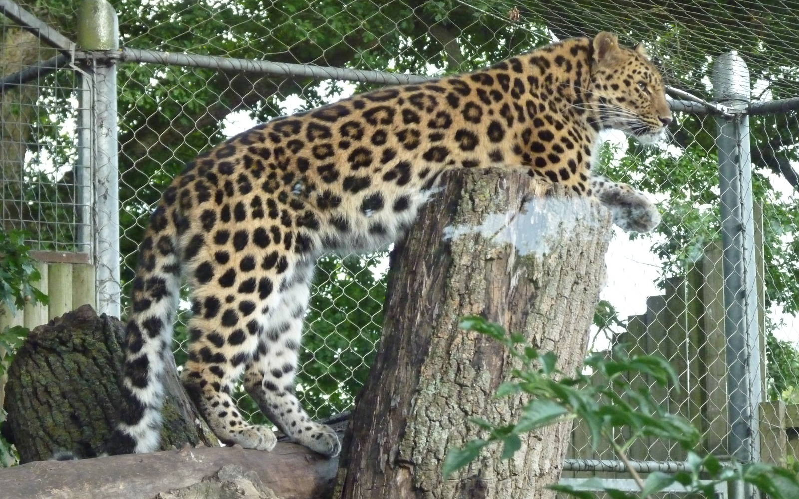 Kaia the Amur Leopard
