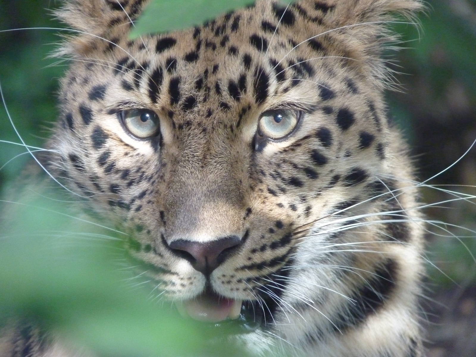 Kaia the Amur Leopard