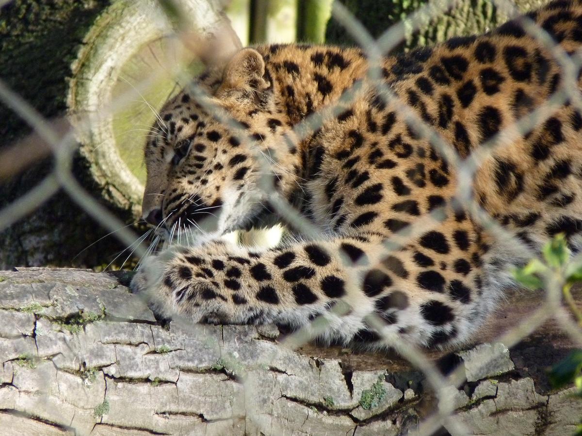 Kaia the Amur Leopard