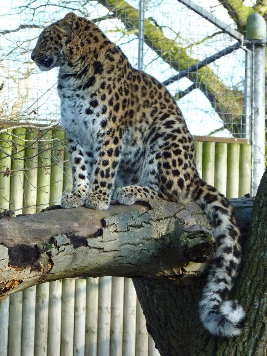 Kaia the Amur Leopard