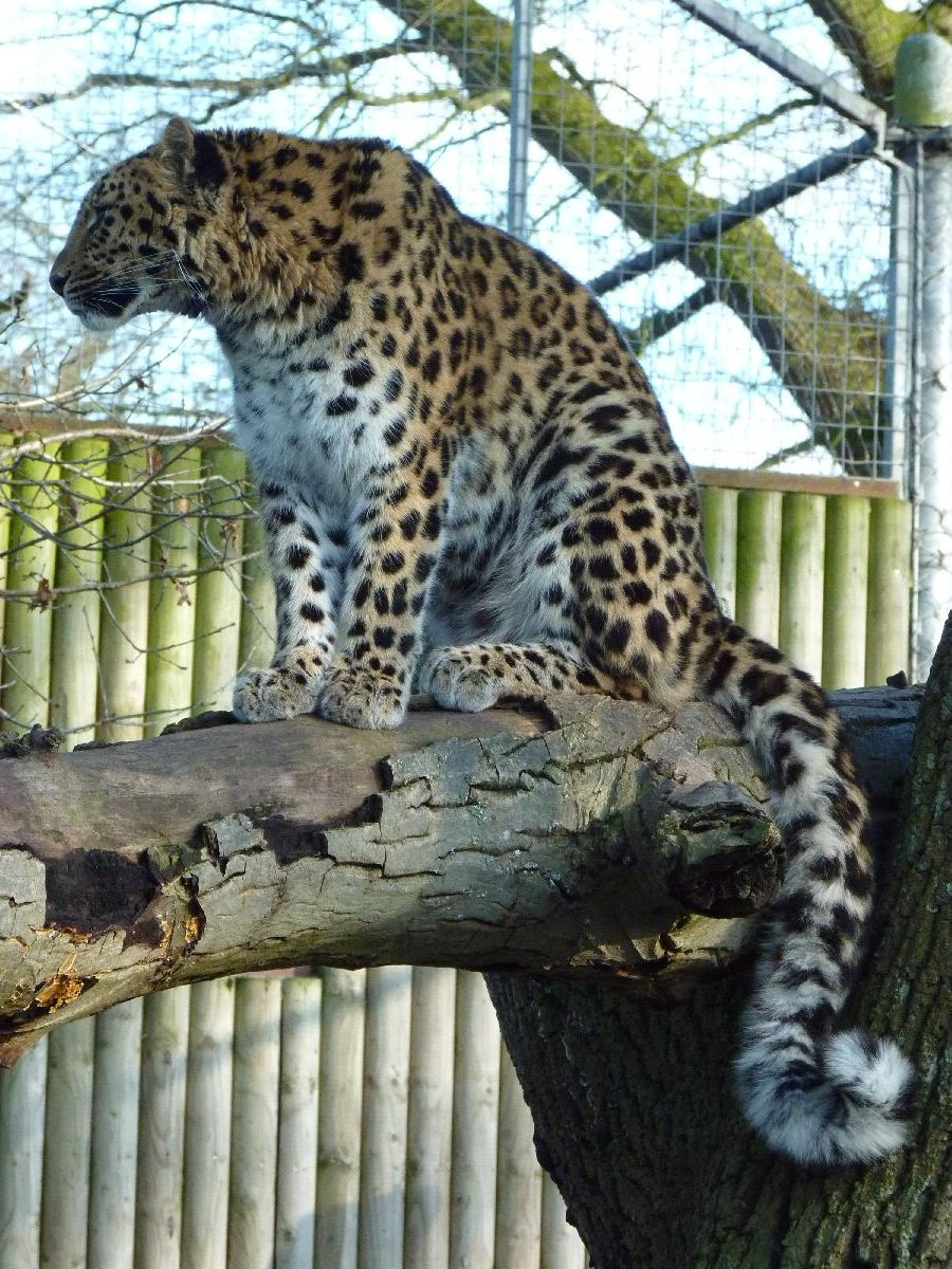 Kaia the Amur Leopard