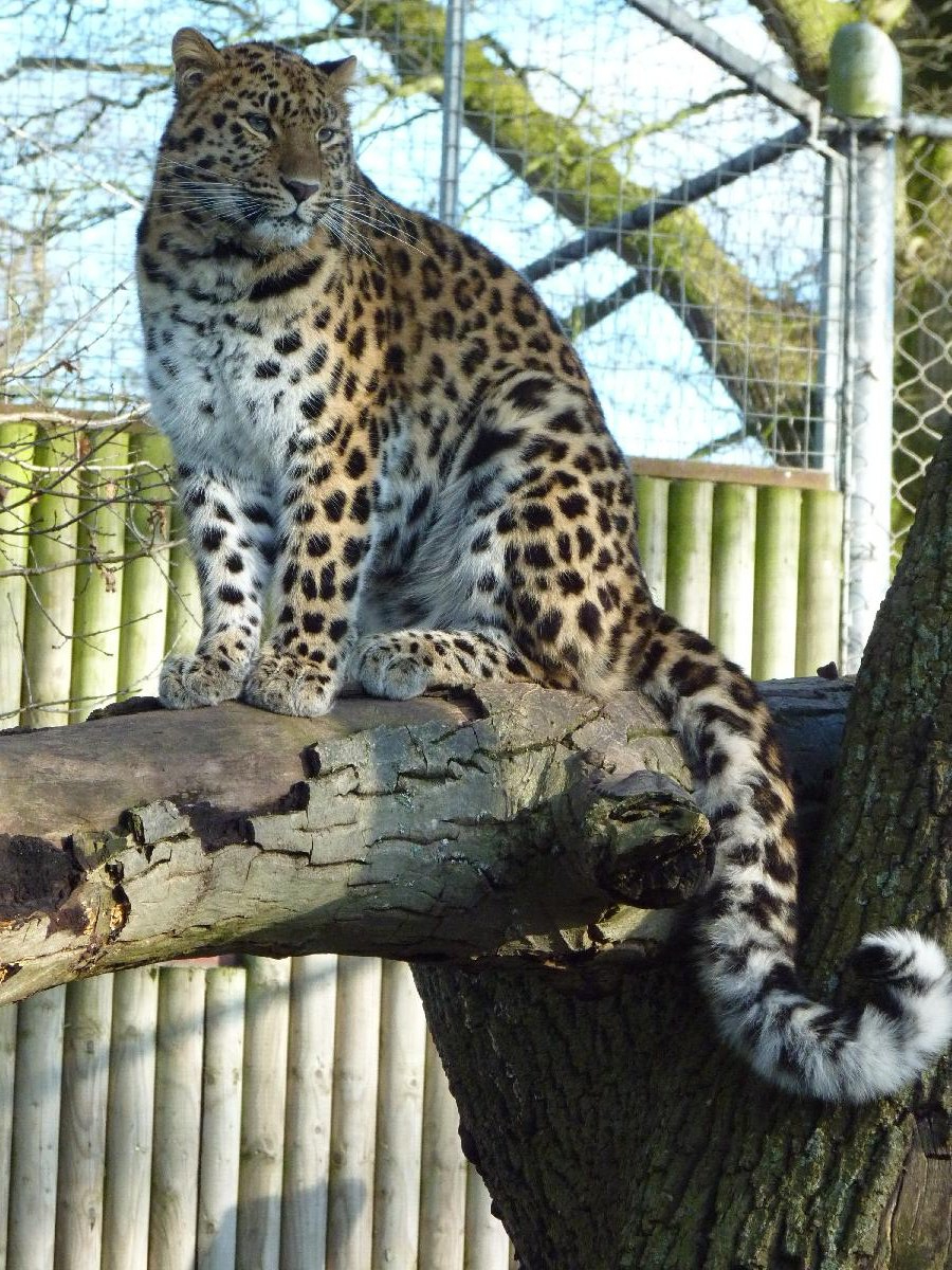 Kaia the Amur Leopard