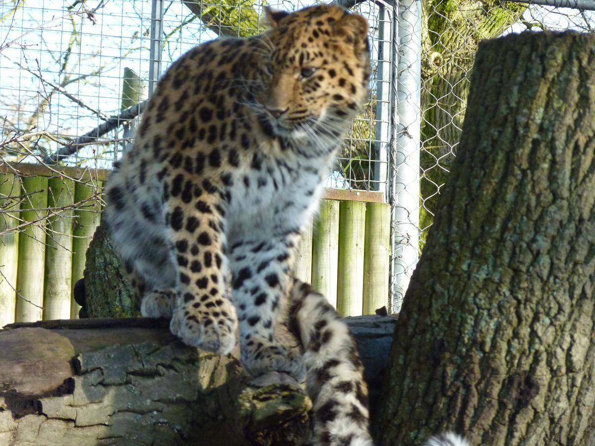 Kaia the Amur Leopard