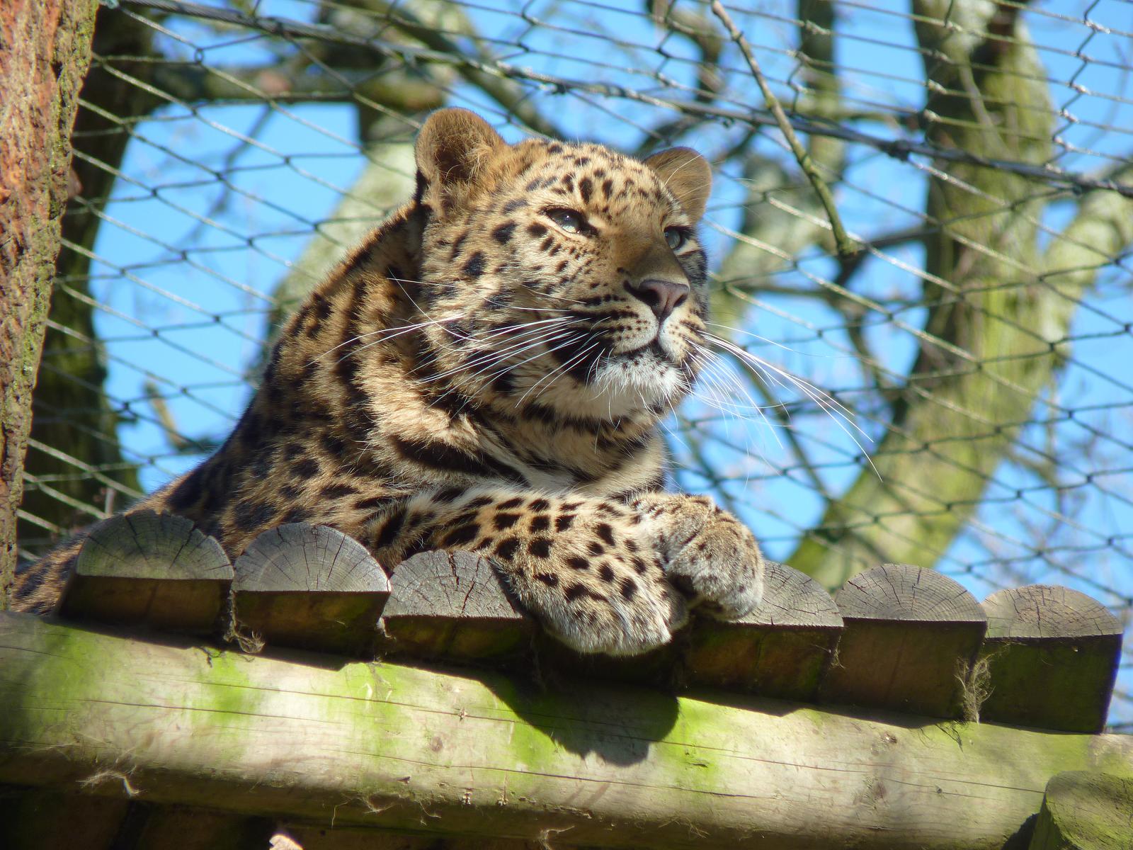Kaia the Amur Leopard