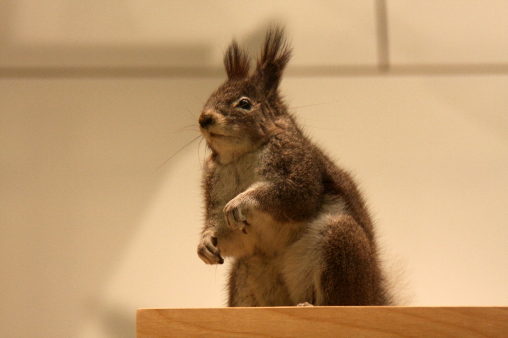 Kaibab squirrel (Sciurus aberti kaibabensis)