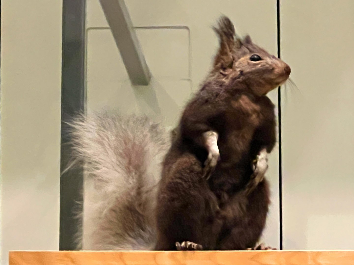 Kaibab Squirrel