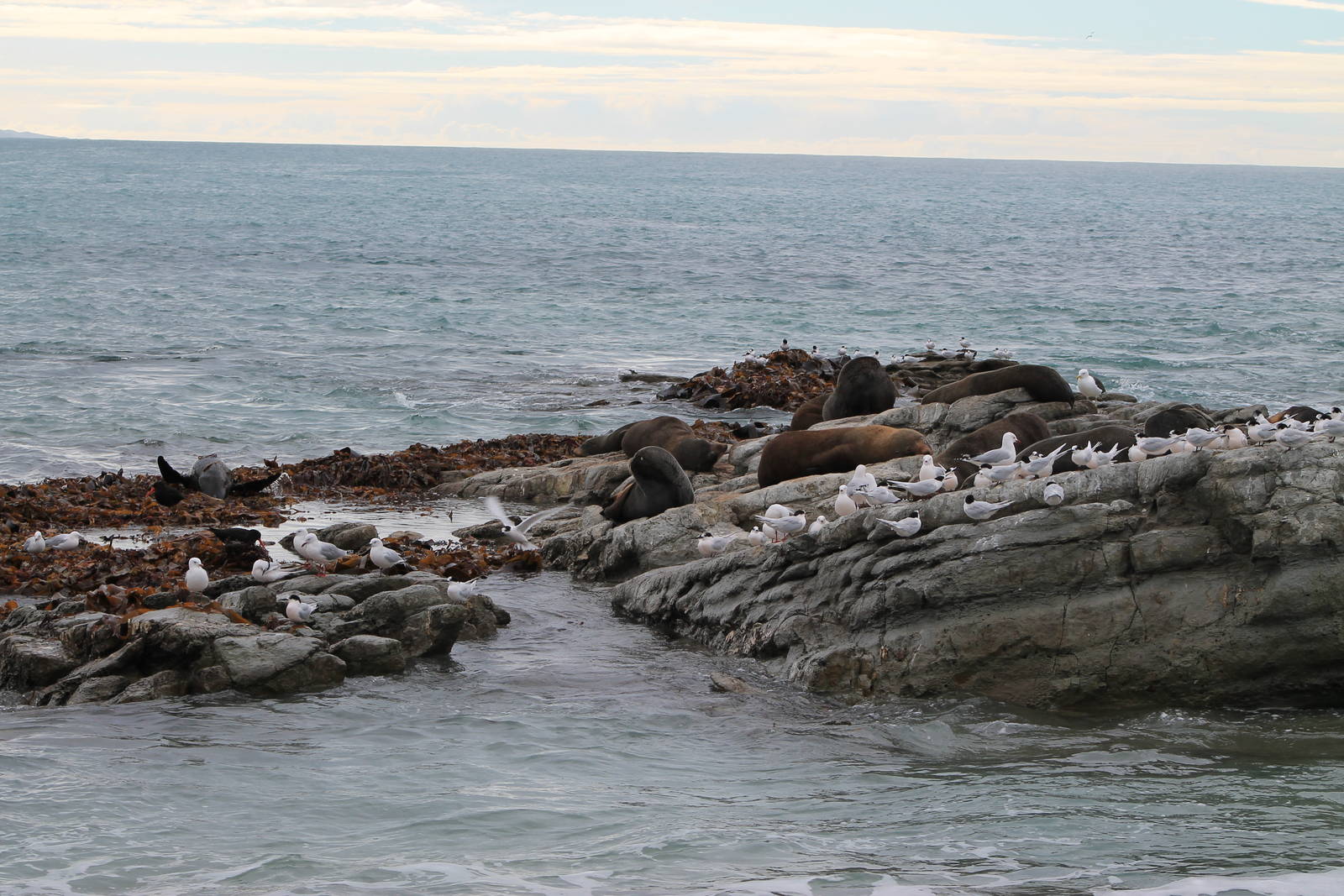 Kaikoura marine life
