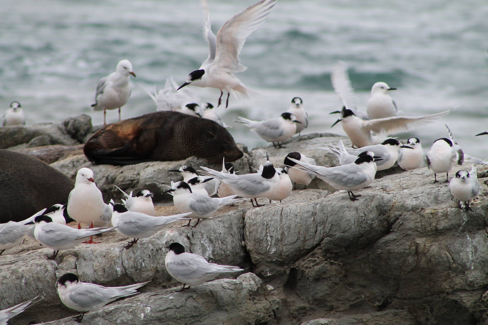 Kaikoura marine life