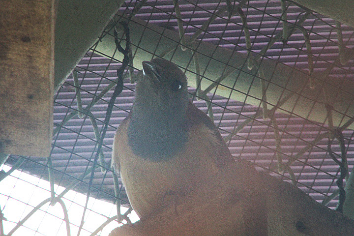 Kaimana pitohui (Pitohui kirhocephalus rubiensis) - Wisata Bahari Lamongan