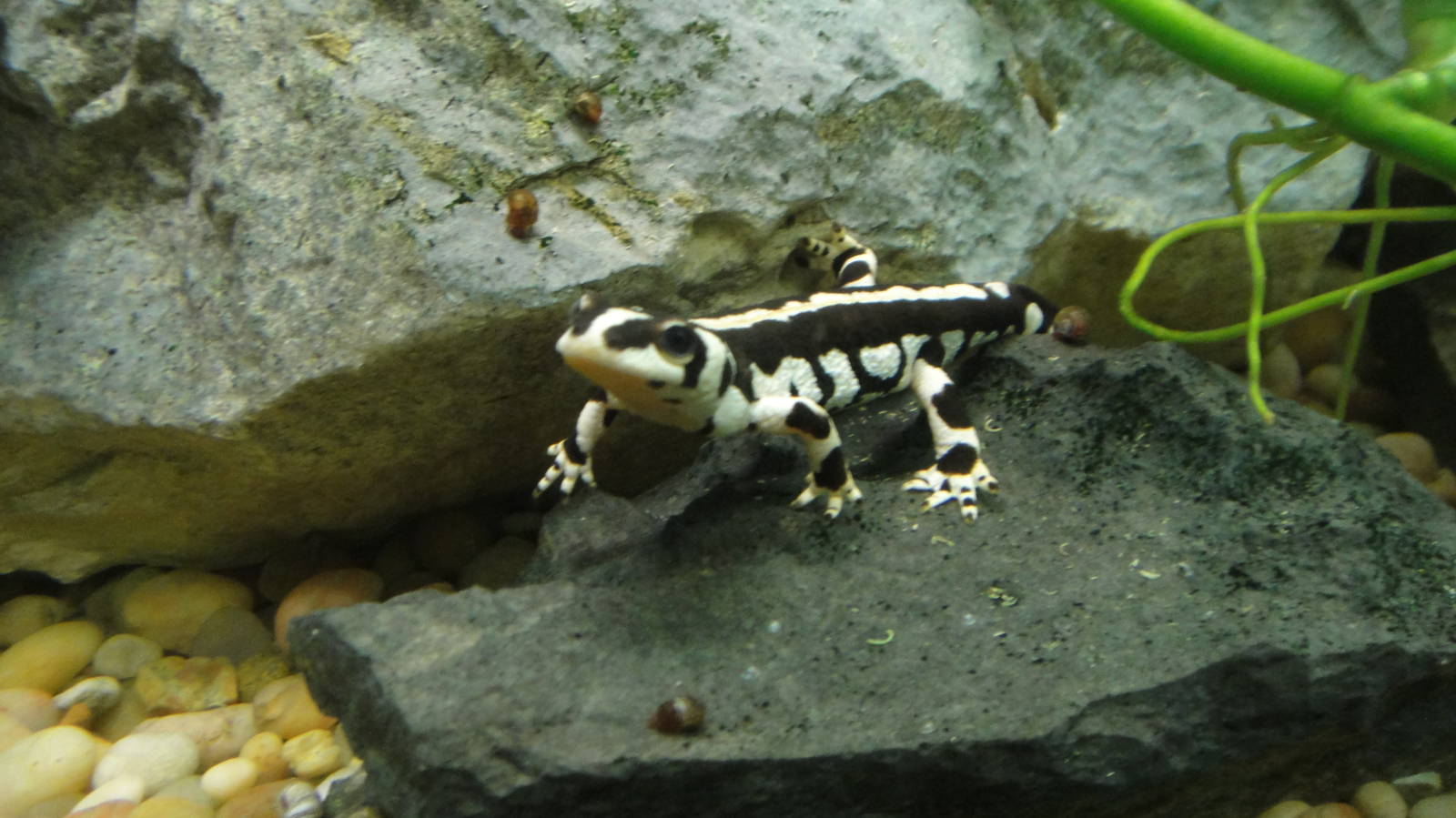 Kaiser Newt at Dallas zoo 2015-03-12
