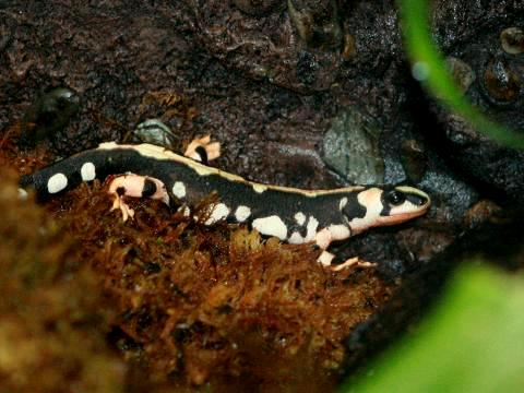 Kaiser`s Spotted Newt