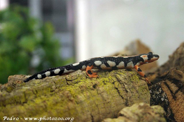 Kaiser's newt (Neurergus kaiseri)