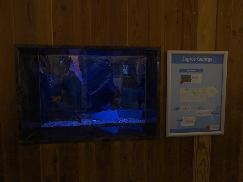 Kaisers spotted newt aquarium