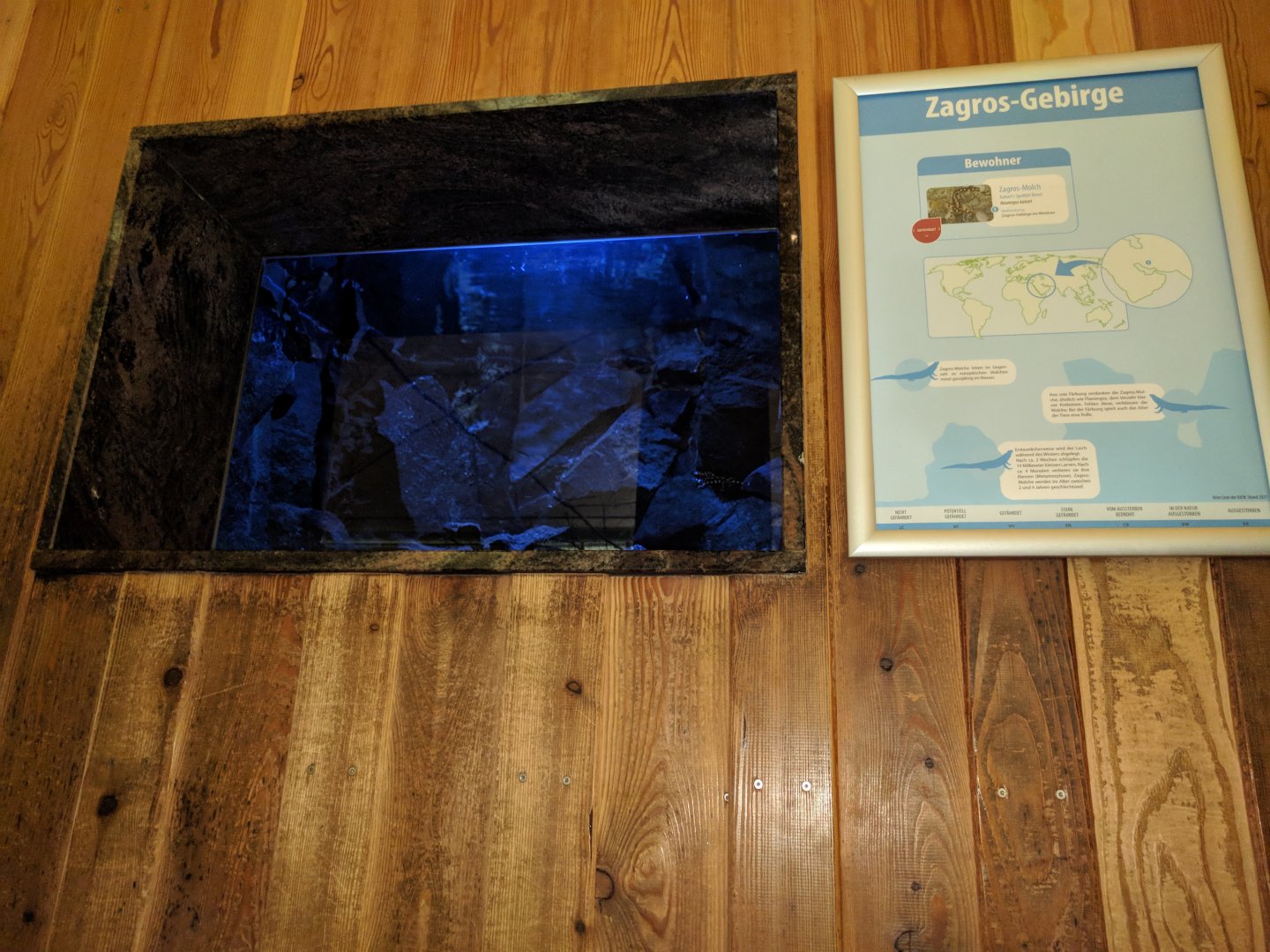 Kaisers Spotted Newt Habitat