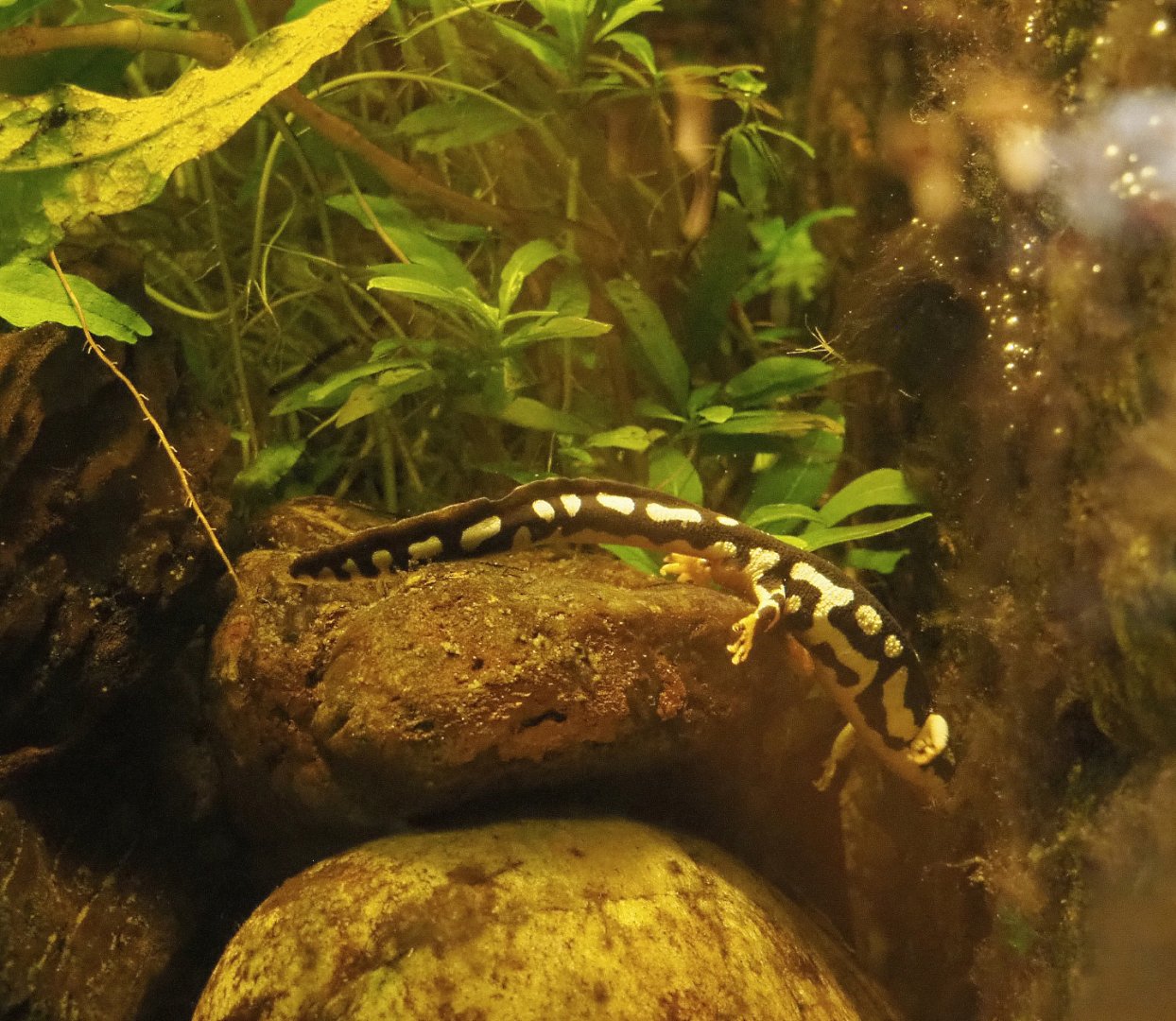 Kaiser's Spotted newt (Neurergus kaiseri), 2022-03-16