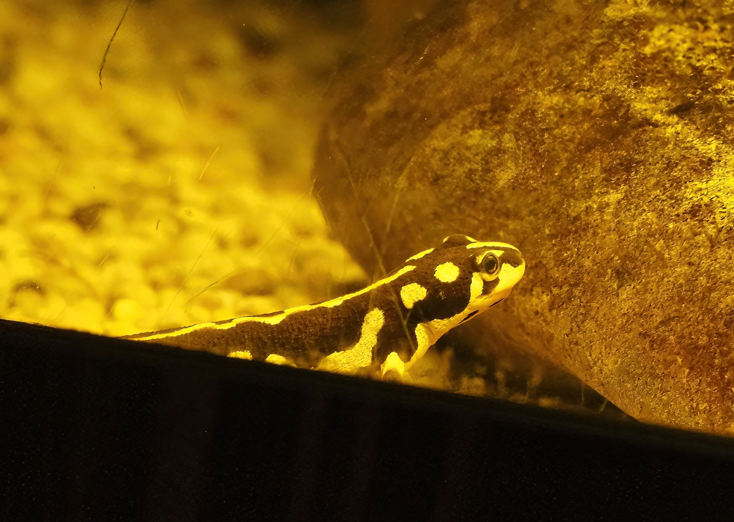 Kaiser's Spotted newt (Neurergus kaiseri), 2022-08-16