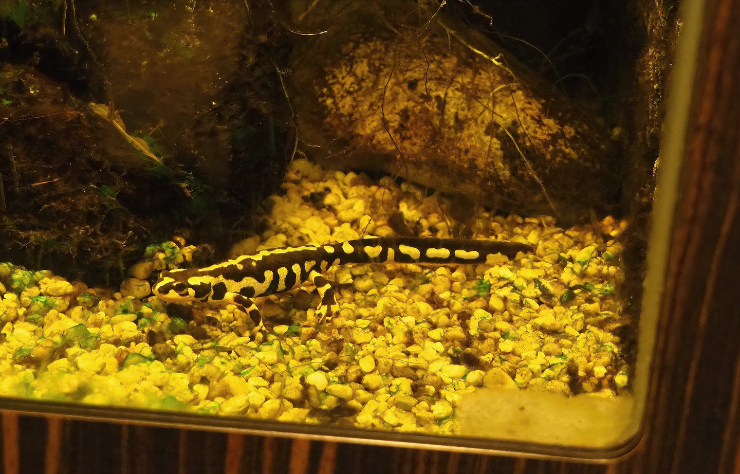 Kaiser's Spotted newt (Neurergus kaiseri), 2023-04-08