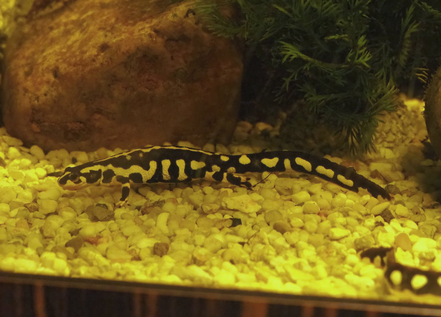 Kaiser's spotted newt (Neurergus kaiseri), 2023-07-02