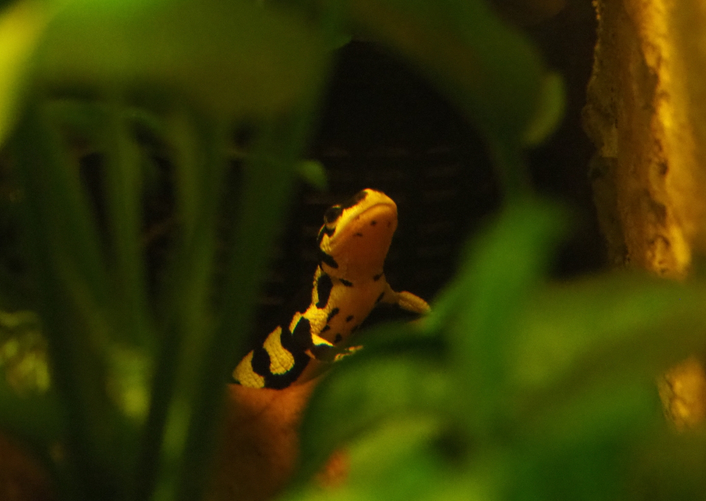 Kaiser's spotted newt (Neurergus kaiseri), Feb 27th, 2019