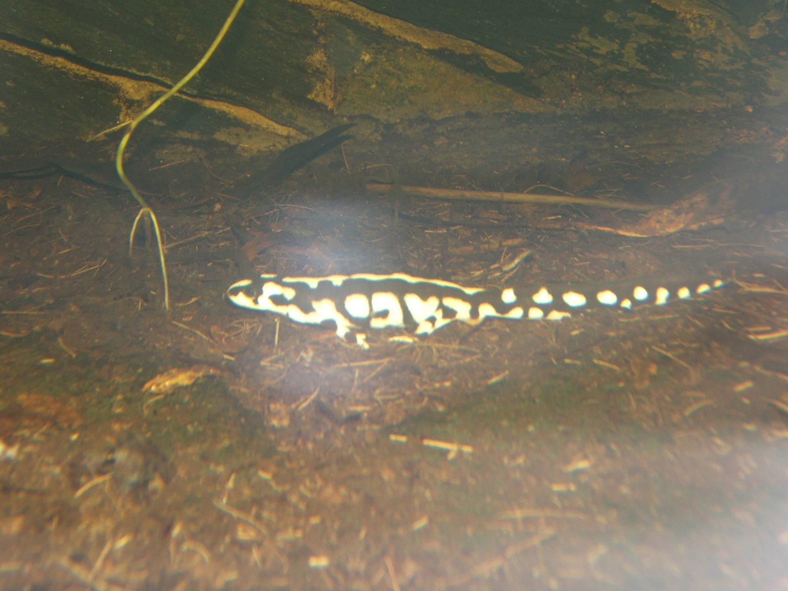 Kaisers Spotted Newt (Neurergus kaiseri)