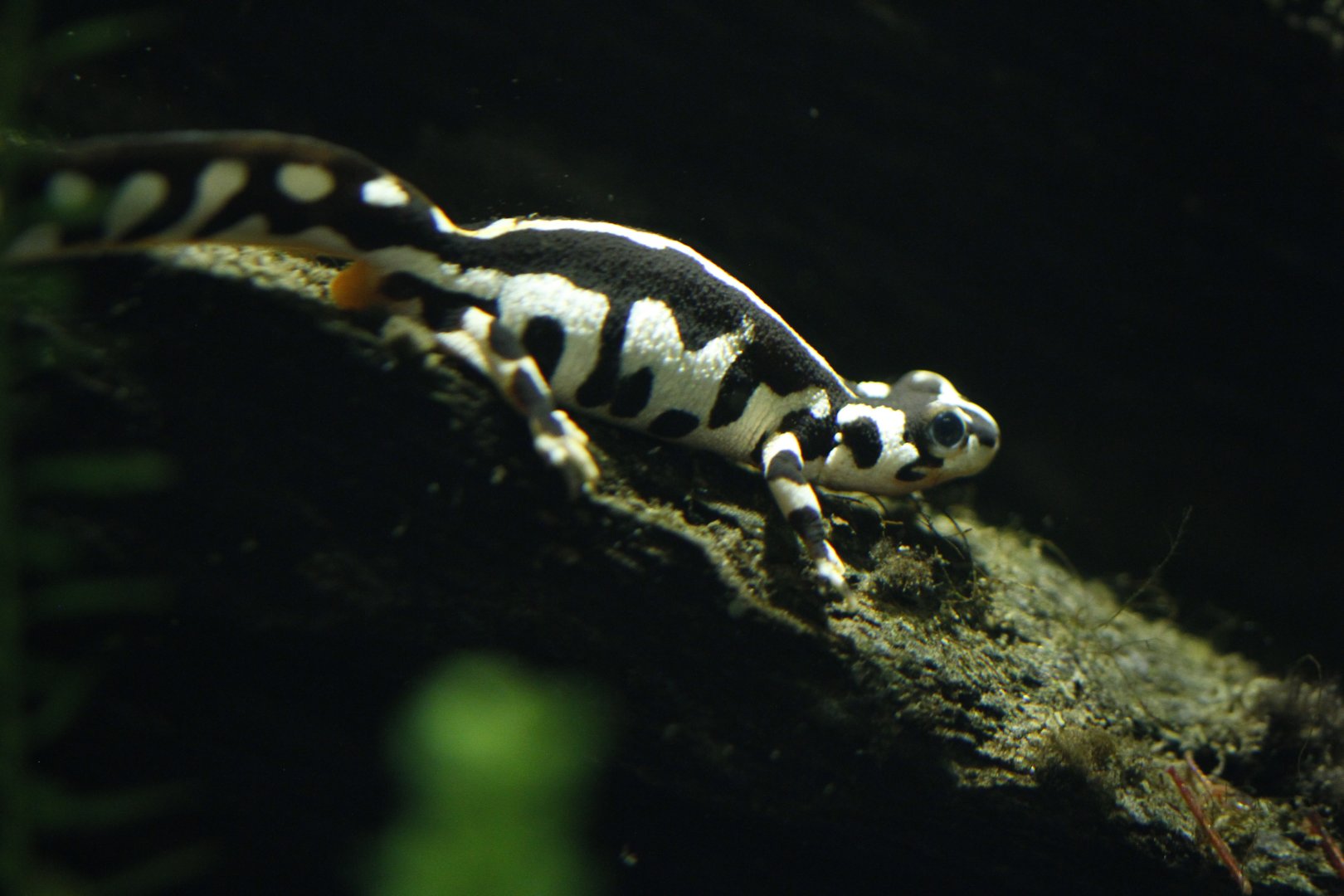 Kaiser's Spotted newt (Neurergus kaiseri)