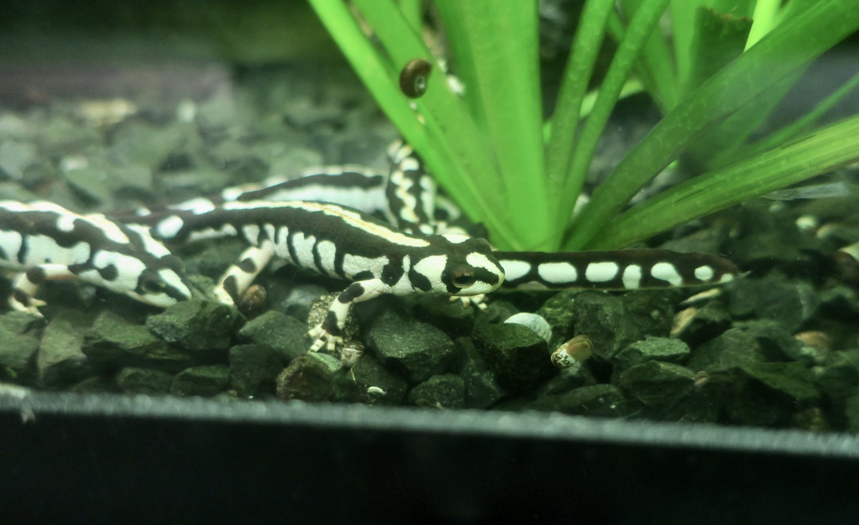 Kaiser's Spotted Newt (Neurergus kaiseri)