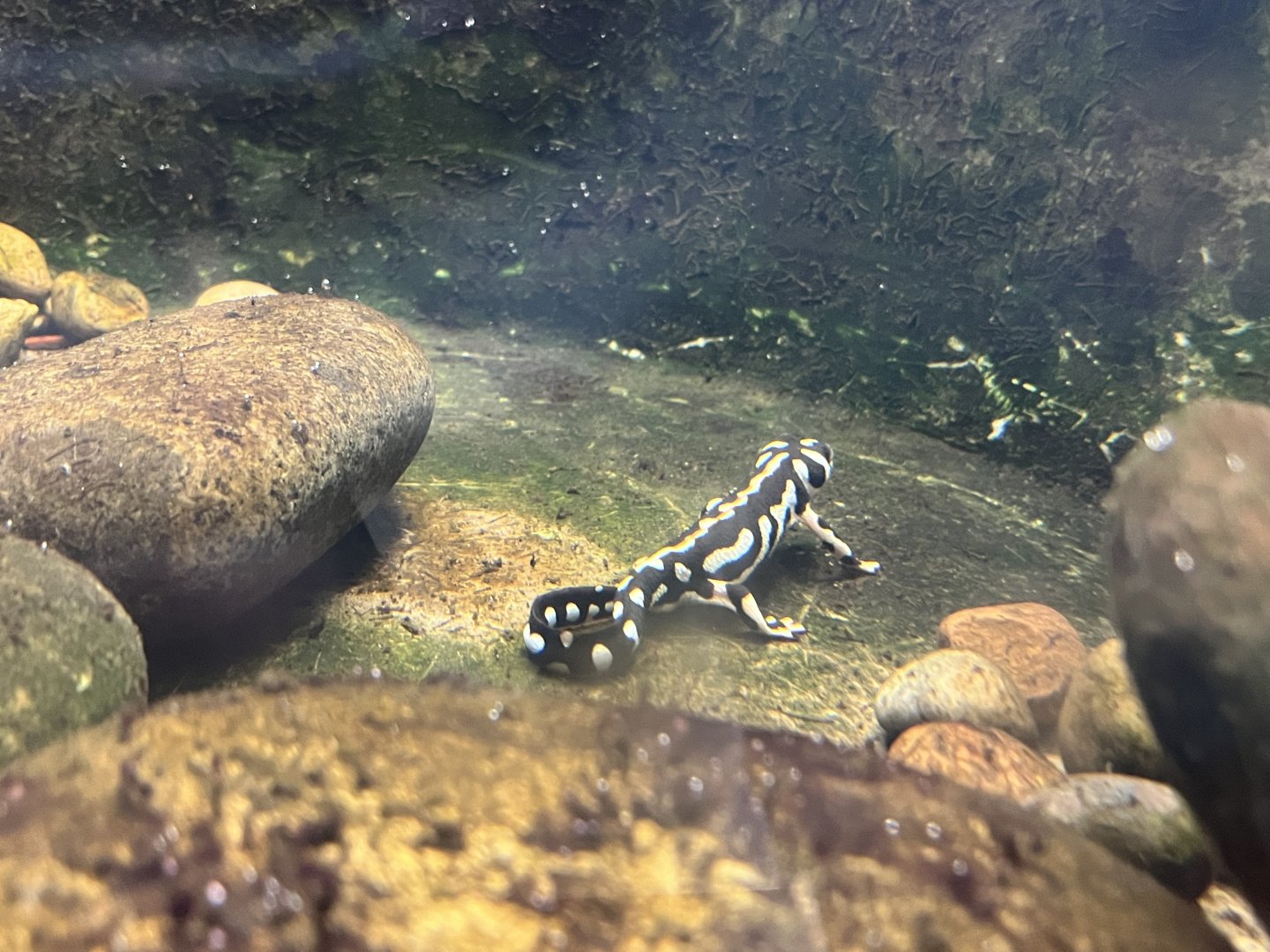 Kaiser’s Spotted Newt (Neurergus kaiseri)