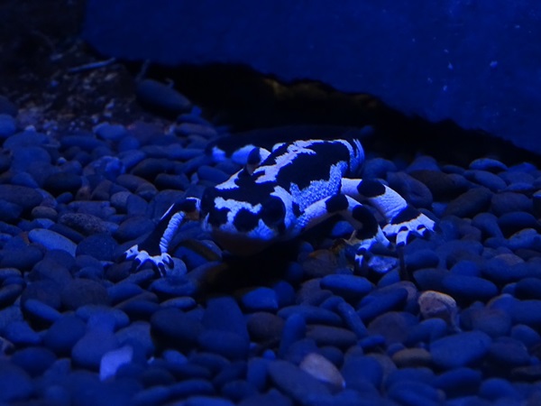 Kaiser's Spotted newt (Neurergus kaiseri)