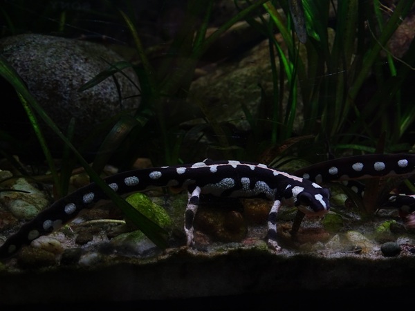 Kaiser's spotted newt (Neurergus kaiseri)