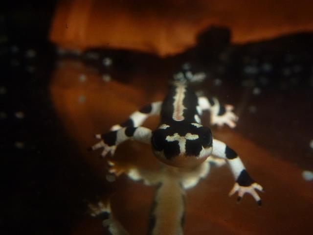 Kaiser's spotted newt, October 2013.