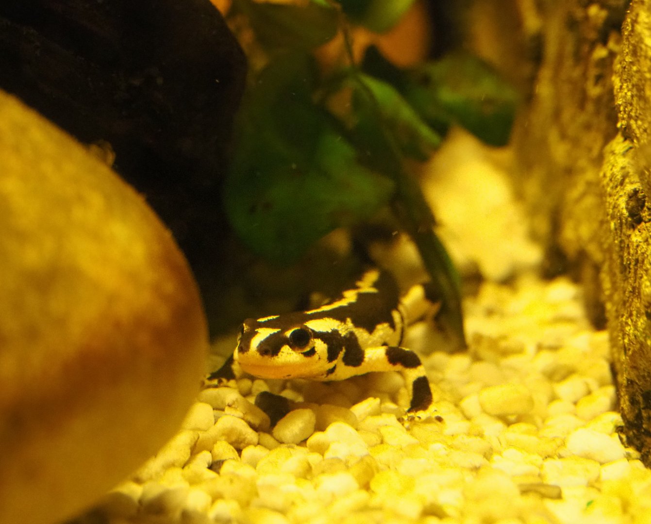 Kaiser's spotted newt or Luristan newt (Neurergus kaiseri), 2019-12-30