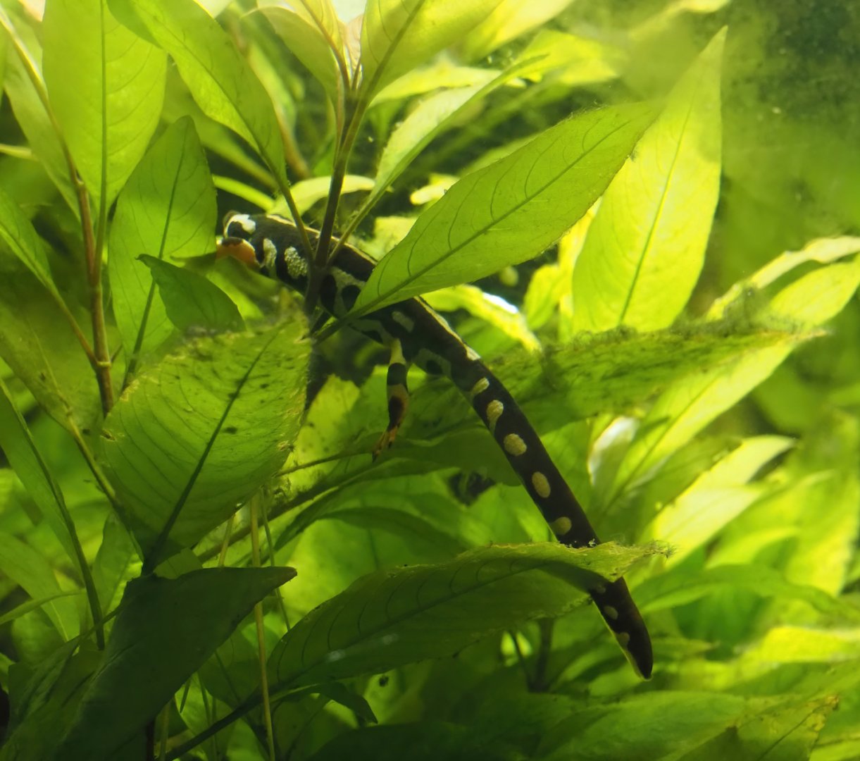 Kaiser's spotted newt or Luristan newt)(Neurergus kaiseri), 2024-03-09