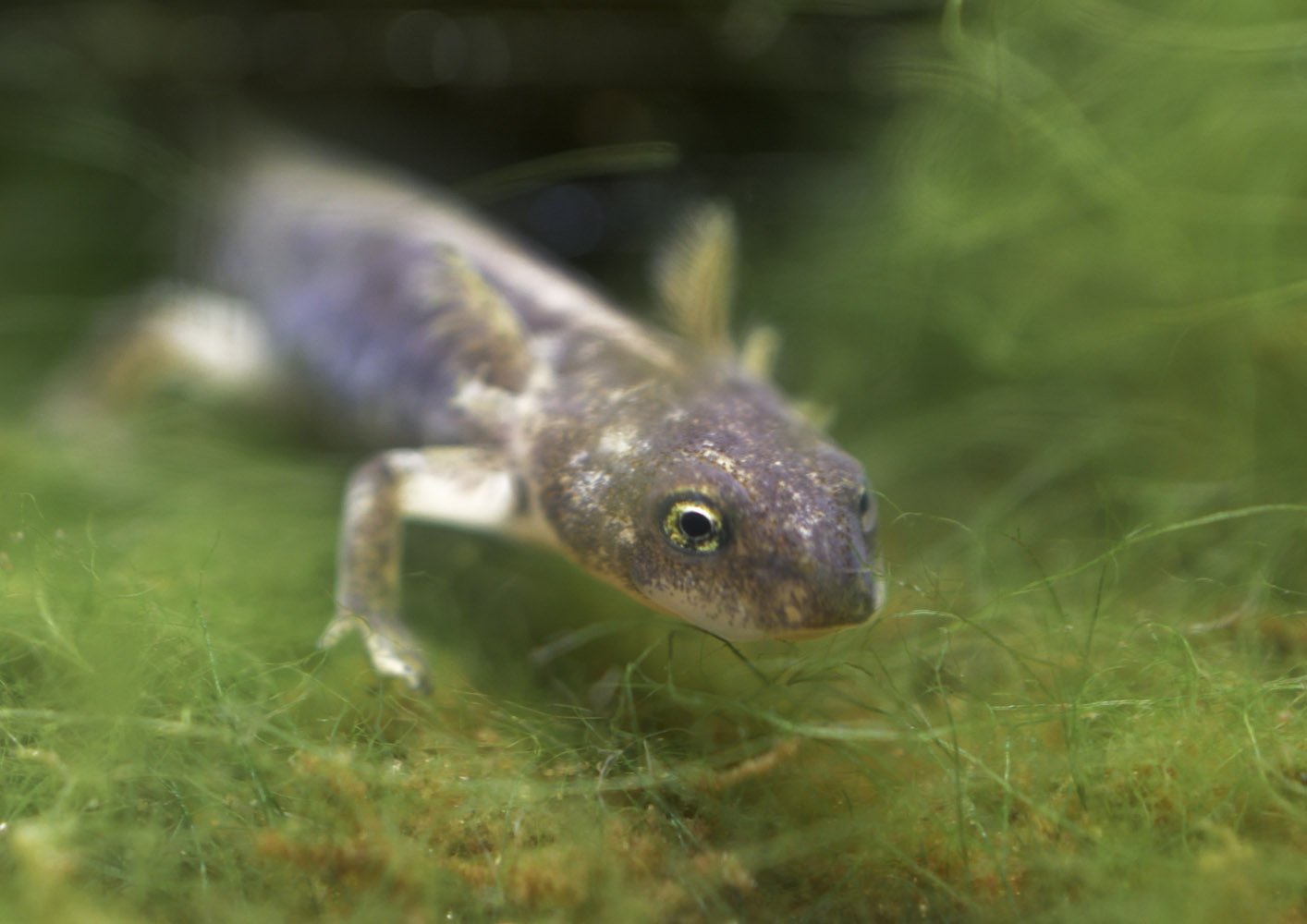 Kaiser's spotted newt tadpole