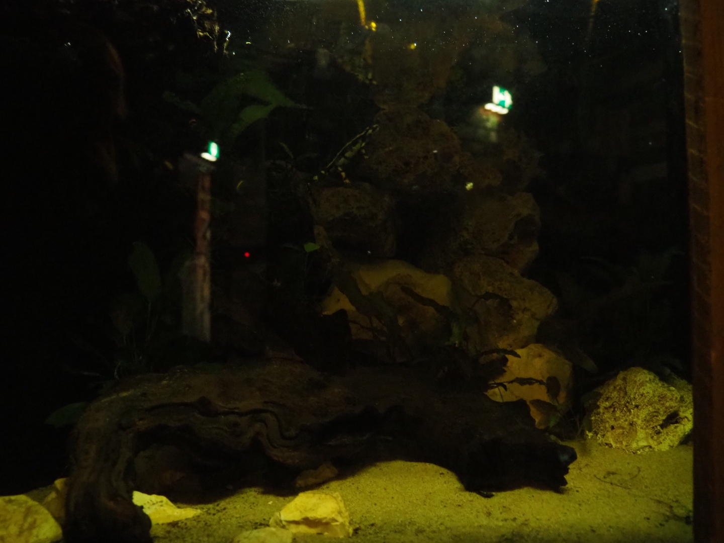 Kaiser's spotted newt tank