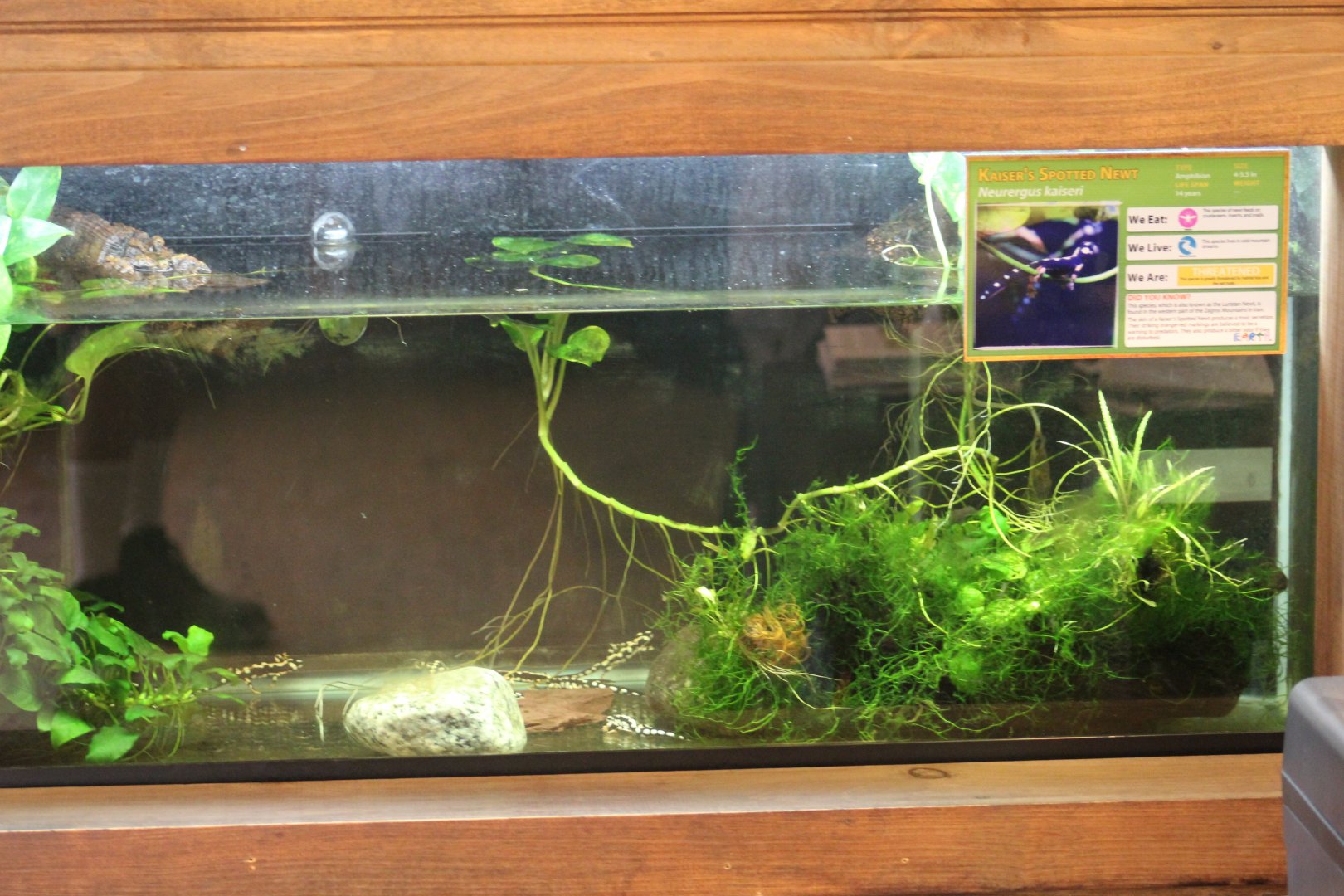 Kaiser's Spotted Newt Terrarium