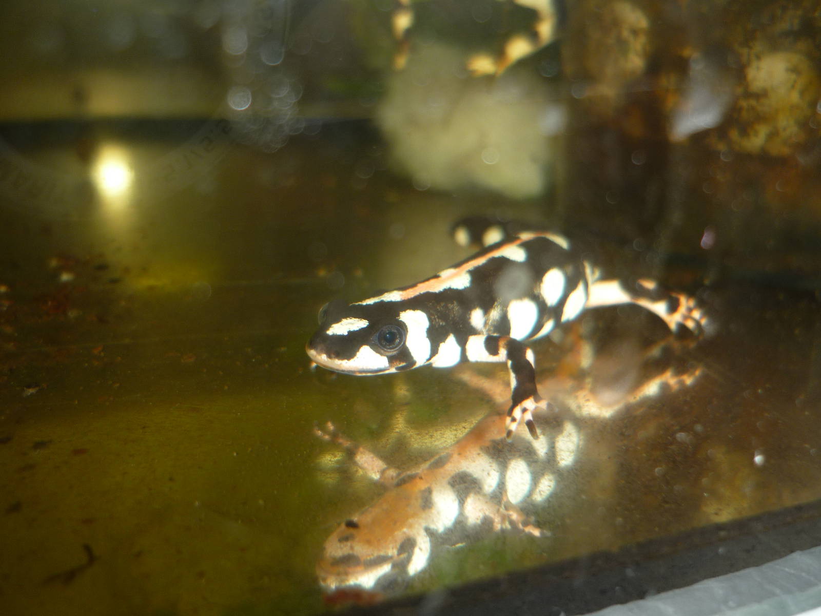 Kaiser's Spotted Newt