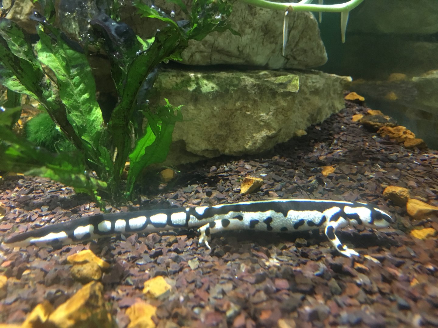 Kaiser's Spotted Newt