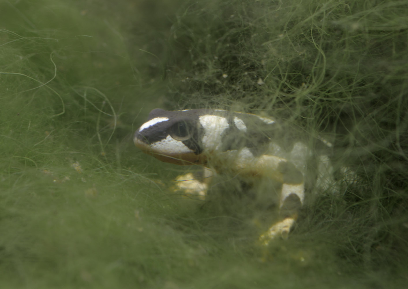 Kaiser's spotted newt