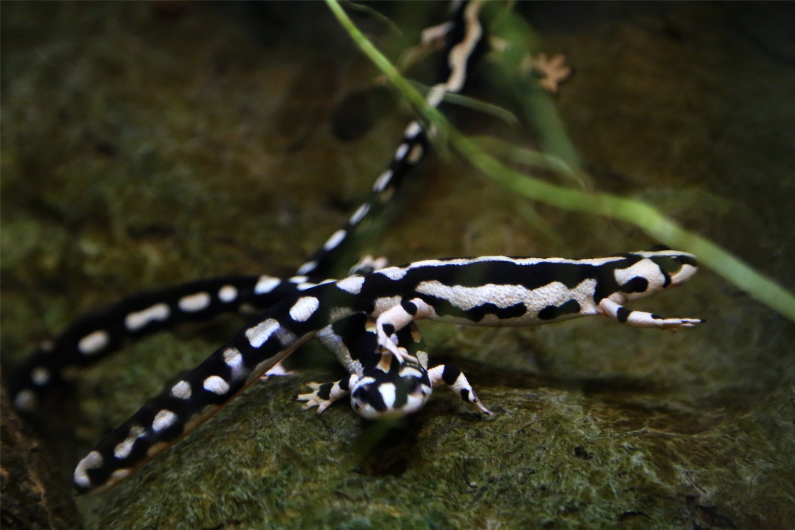 Kaiser's Spotted Newt