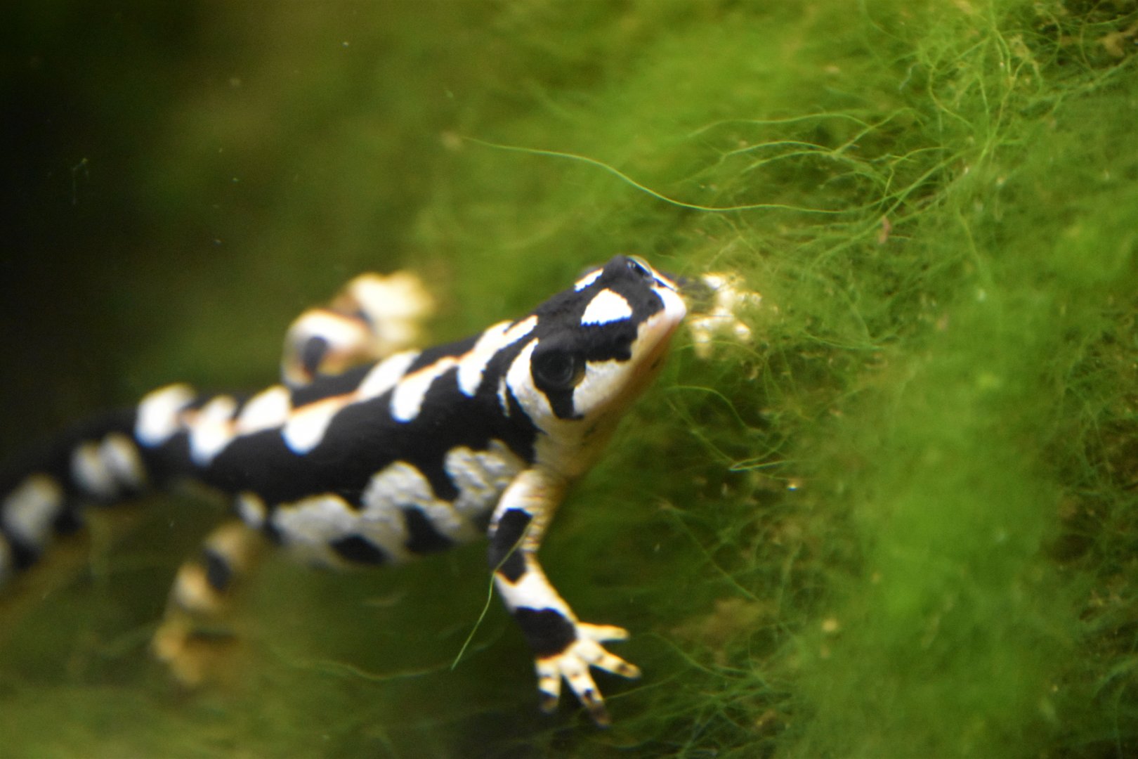 Kaiser's spotted newt