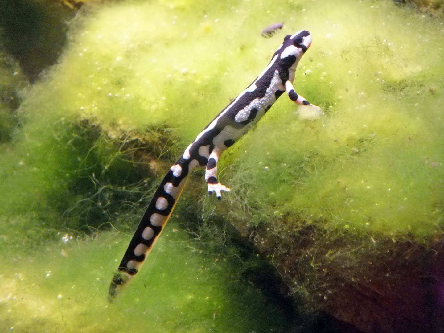 Kaiser's spotted newt