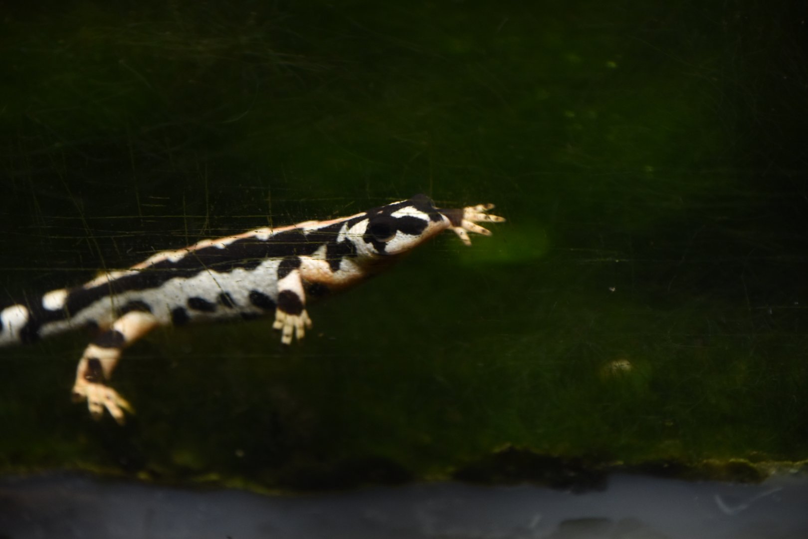 Kaiser's spotted newt