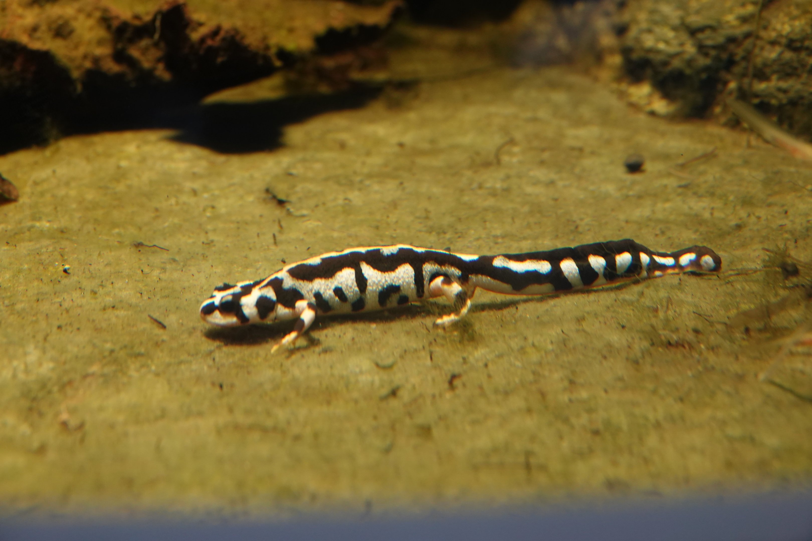 Kaiser's Spotted newt