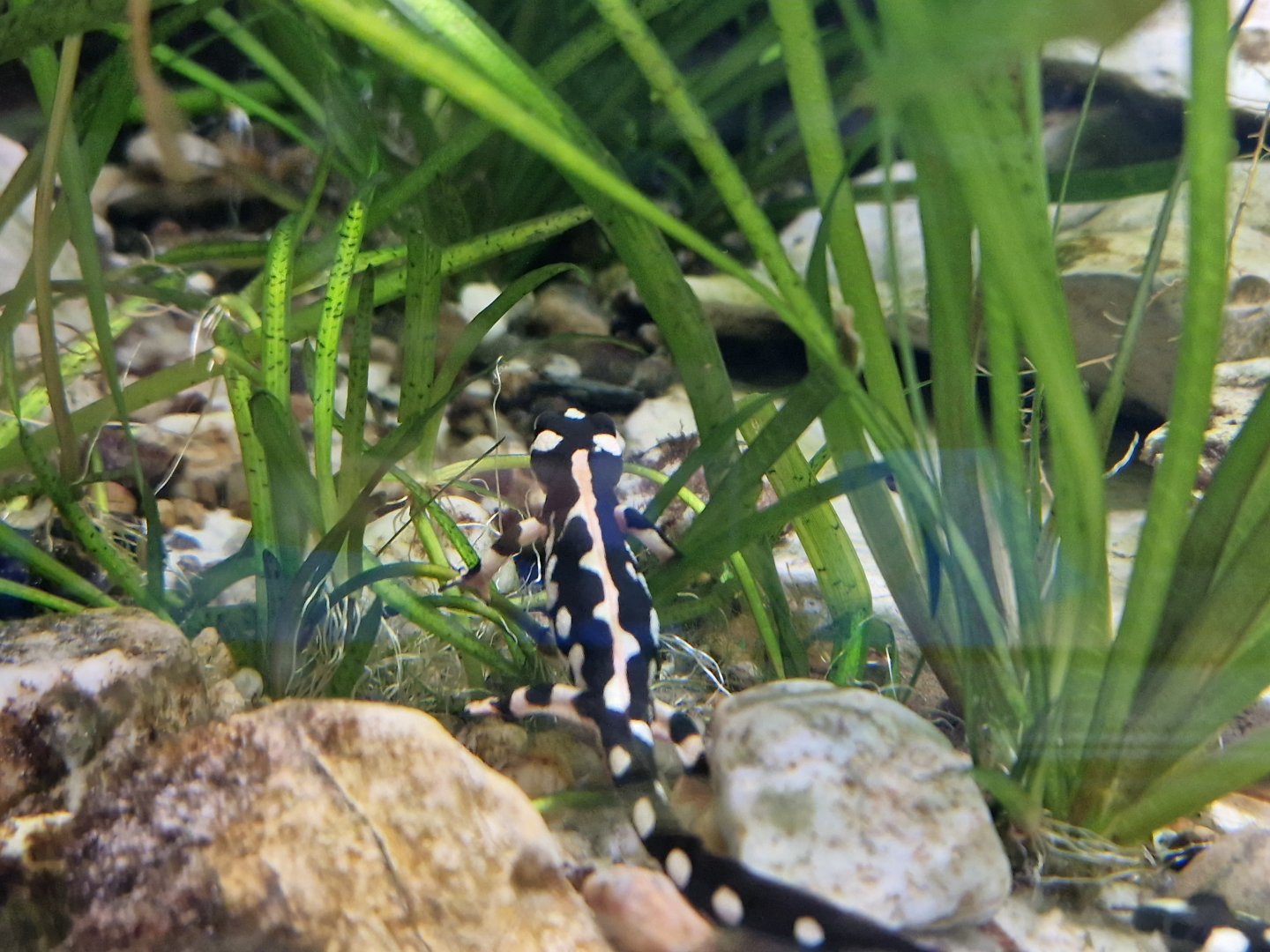 Kaiser's Spotted Newt
