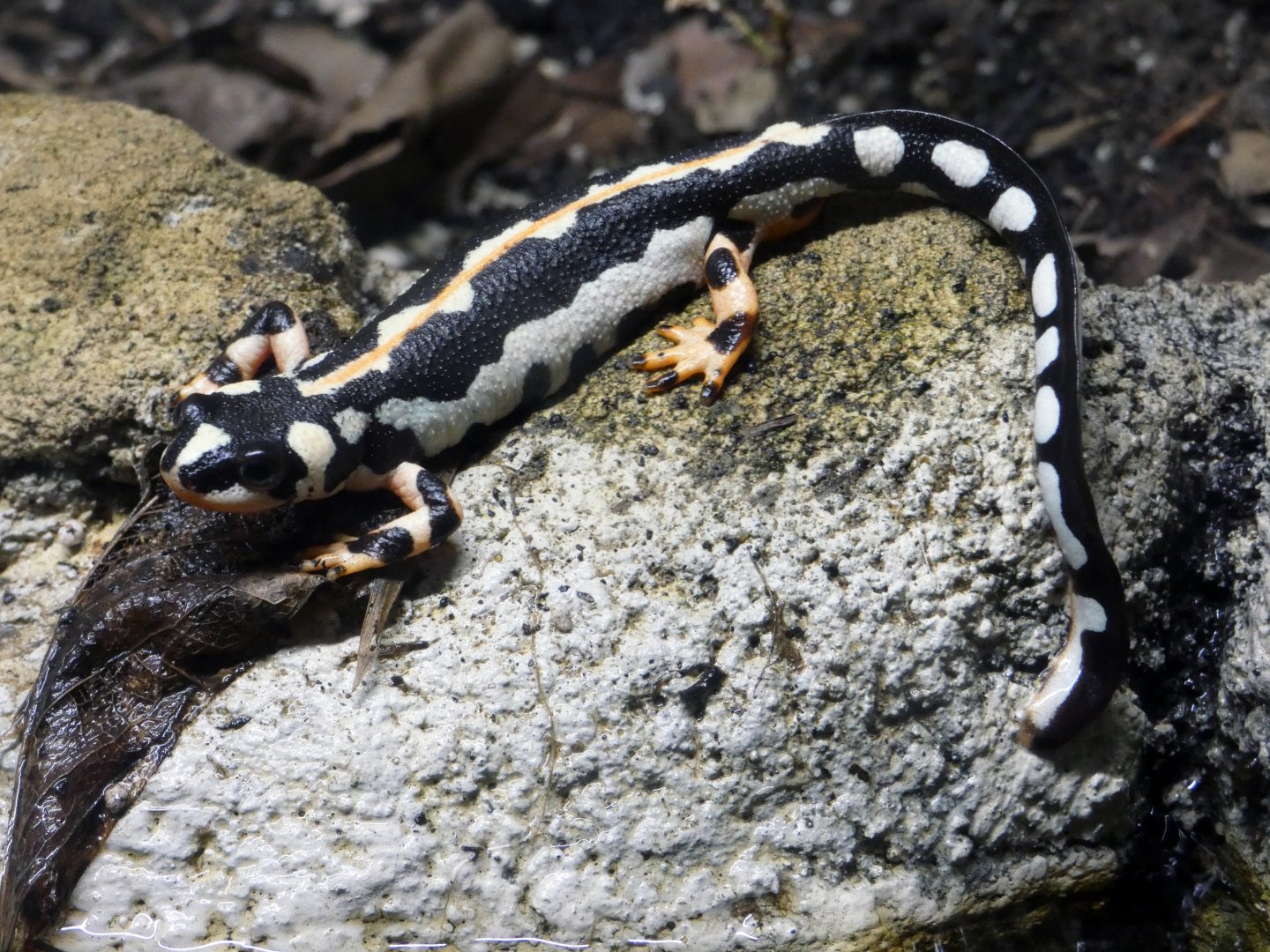 Kaiser's spotted newt