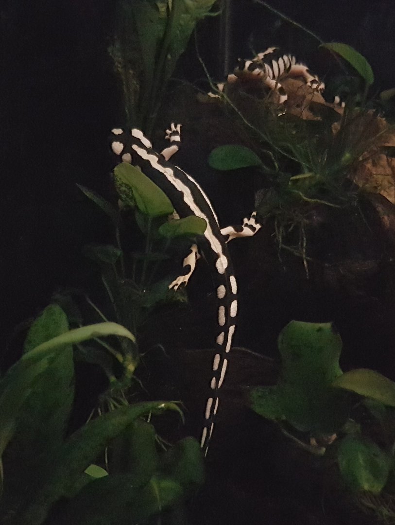 Kaiser's spotted newts