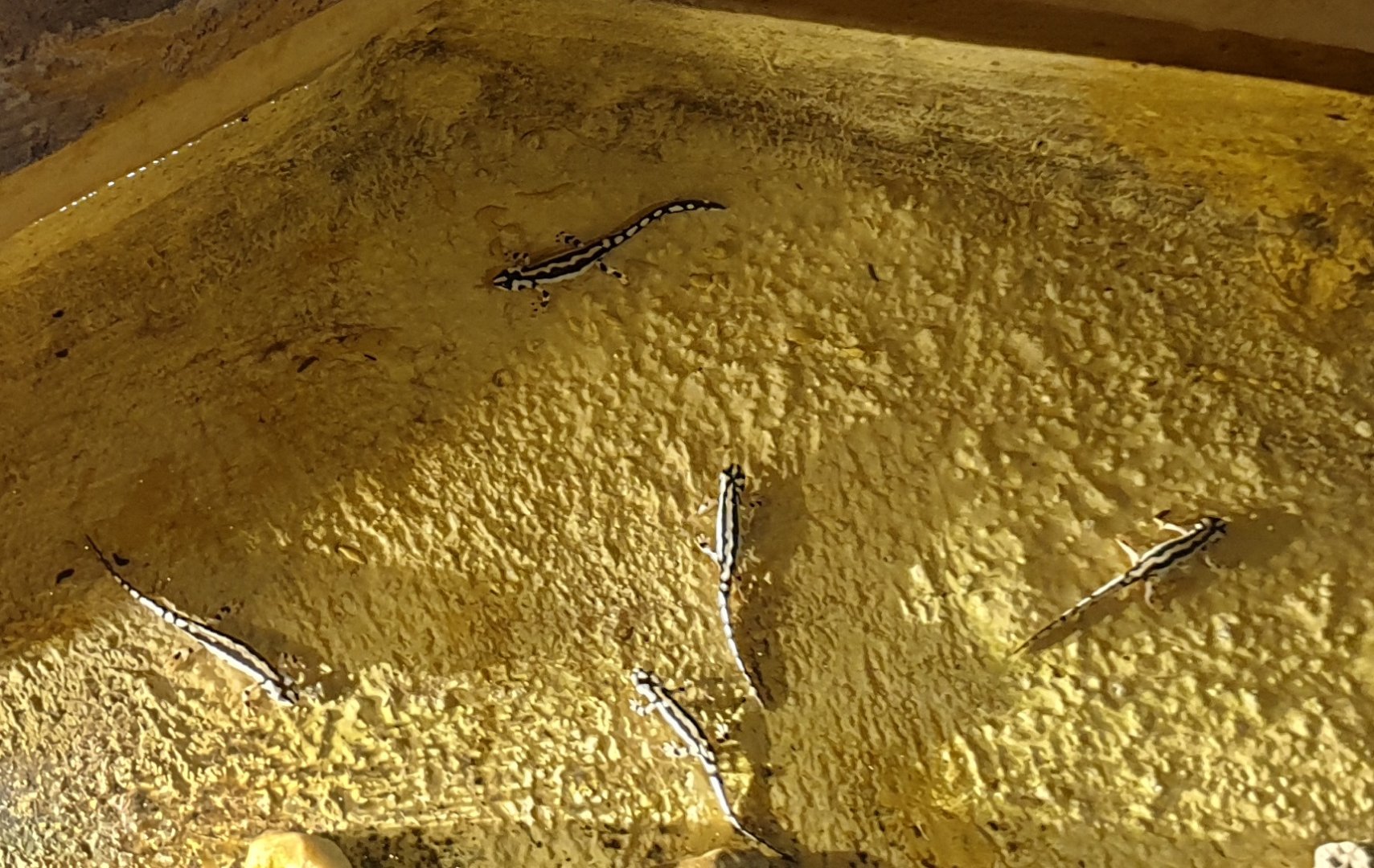 Kaiser's spotted newts