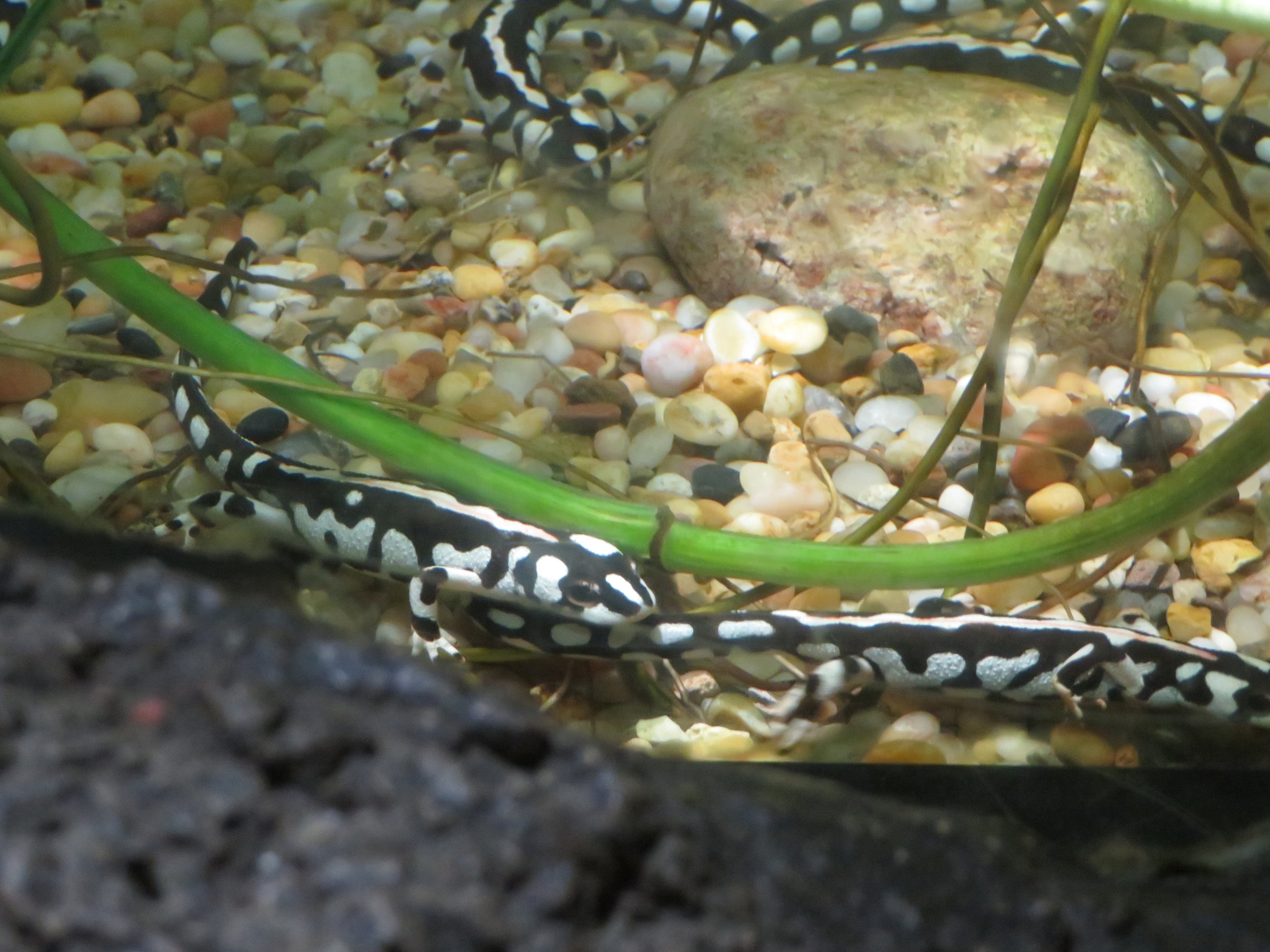 Kaiser's Spotted Newts